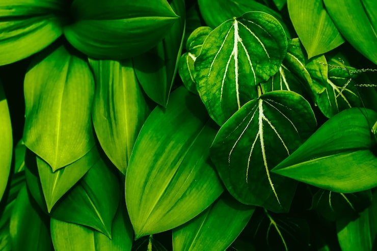 full frame shot green leaves 1048944 16181225