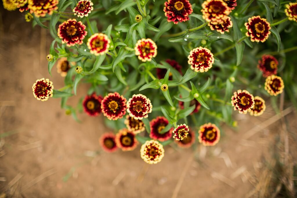 high angle shot of common zinnias in a field under the sunlight with a blurry background